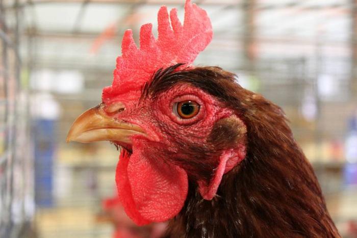 Sector avícola colombiano creció 5.1 por ciento en primer cuatrimestre