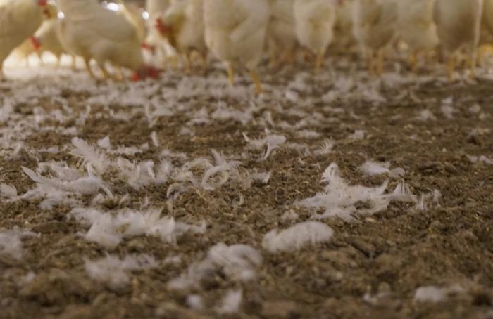 Líquido controlaría amoniaco de instalaciones avícolas