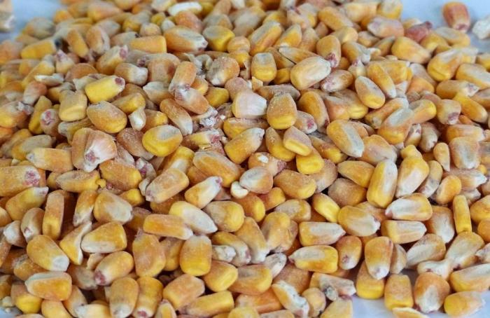 Los informes de calidad del maíz y del sorgo del USGC