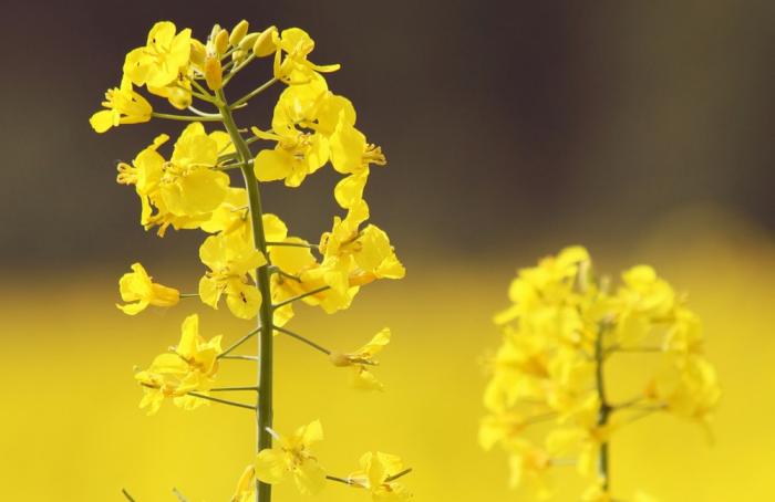 Ácido láctico y canola, claves para la salud intestinal avícola