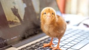 Los 10 artículos avícolas más leídos en octubre