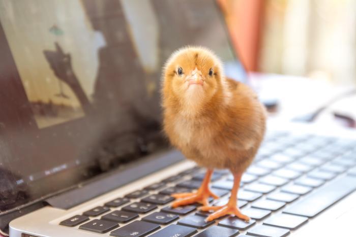 Los 10 artículos avícolas más leídos en octubre