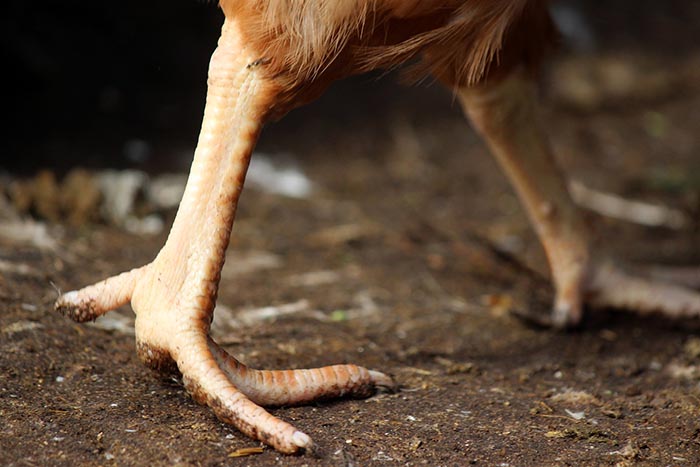 Ojalá los pollos tuvieran ocho patas o más