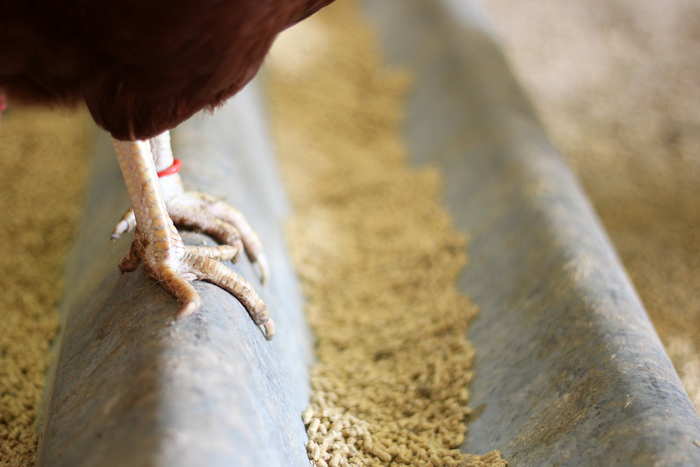 Cómo mejorar la dieta para pollos libres de antibióticos