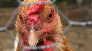 Otro año de agonía para el negocio avícola en Venezuela