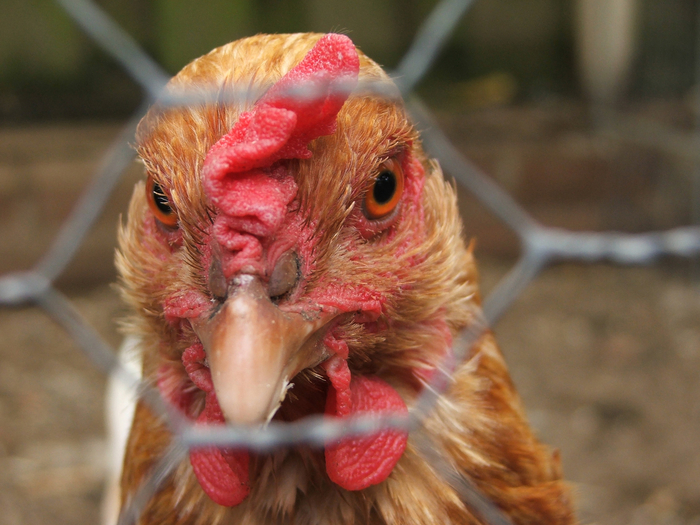Vendrían cierres y despidos avícolas en Bolivia y Panamá