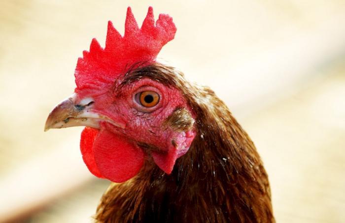 Contradictorias cifras de consumo de pollo en Argentina