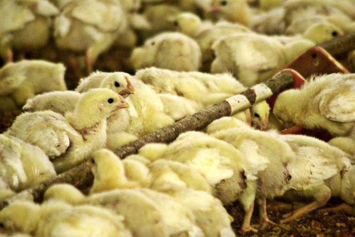 Denuncian sobreproducción de pollos en Ecuador