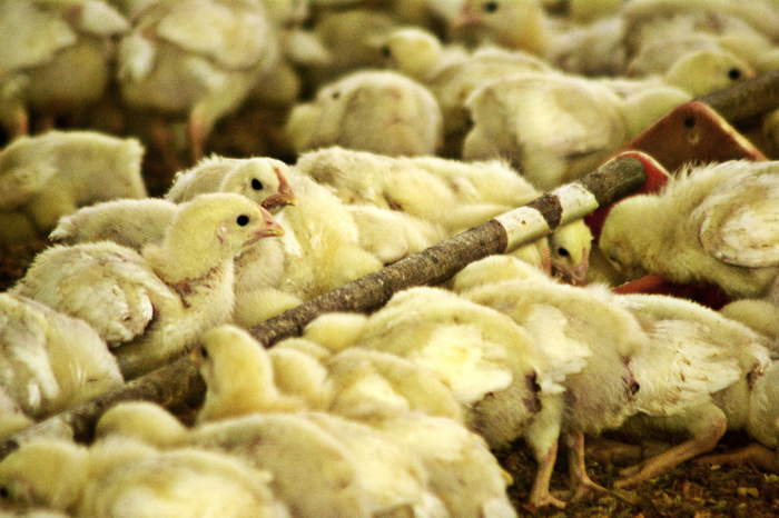 Crece informalidad en negocio avícola peruano