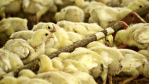 4.5 millones de pollos aislados por deslave en Colombia