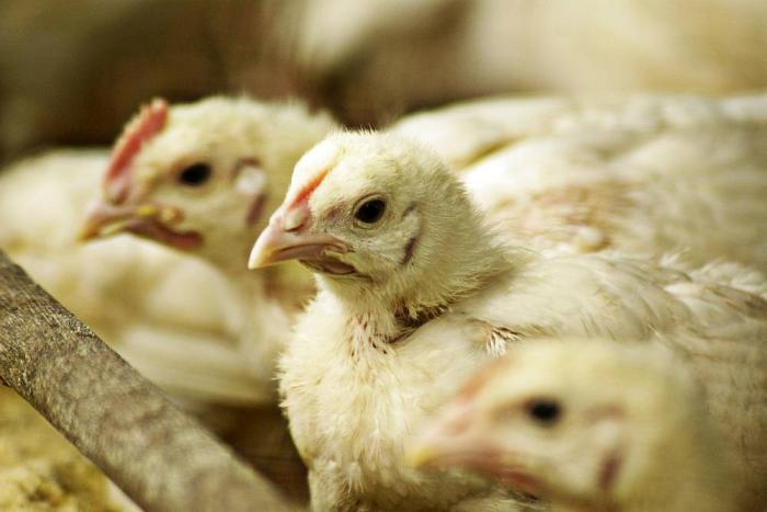 Fin de año aumentaría consumo de pollo en Perú y México