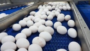 En Nicaragua se empieza a producir huevo pasteurizado
