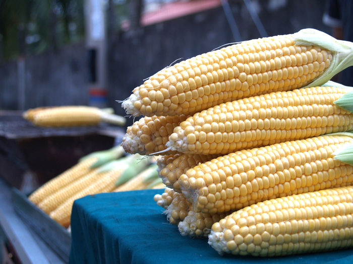 Colombia tiene potencial de 18 millones ha para maíz