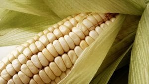 Sequía golpeó la producción de maíz argentino