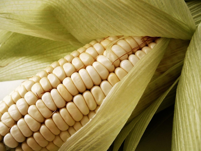 Sequía golpeó la producción de maíz argentino