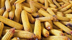 Aumentan importaciones de maíz en Centroamérica en 2018
