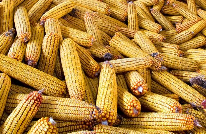 Nuevo récord de maíz amarillo exportado desde Argentina