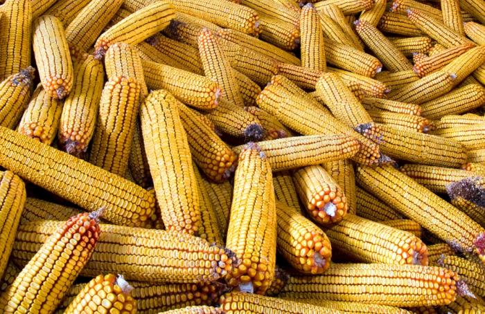 Iniciativa de ley en México para dejar de comprar maíz a EUA