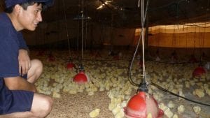 6 fortalezas y oportunidades en la resiliencia en avicultura