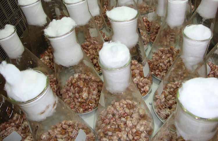Biomarcadores y metabolitos de micotoxinas: un nuevo enfoque