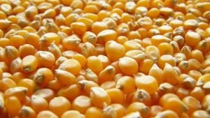Dos tercios de maíz importado en Colombia, para avícolas