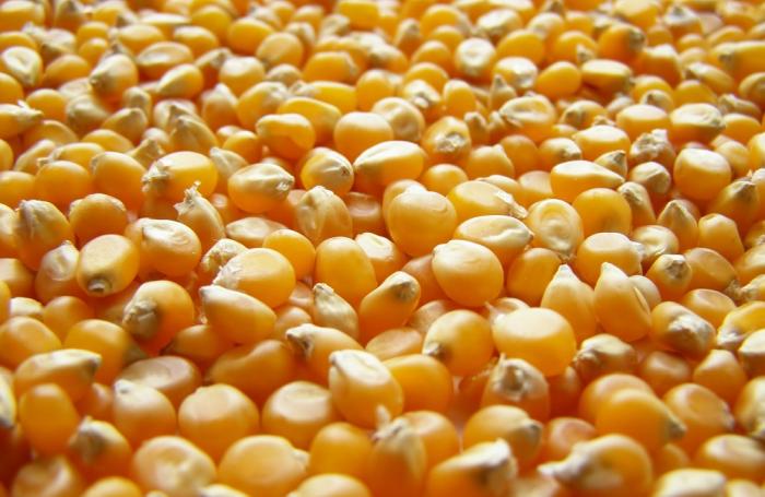 Colombianos ávidos de maíz amarillo sin arancel de EEUU