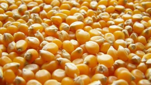 Argentina alcanzó nuevo récord en exportación de maíz