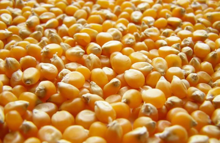 Soya y maíz paraguayos buscan más mercados vecinos