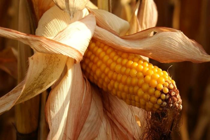 Gobierno mexicano prohibiría maíz transgénico importado