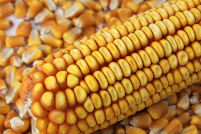 Mejora panorama para la producción de maíz en Suramérica