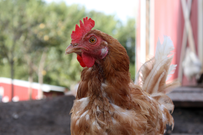 Expuestas a luz solar, aves mejorarían sus rendimientos