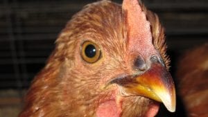 Colombia: Gallina Kampeona procesa 180,000 aves/mes