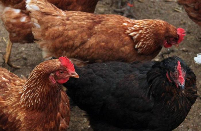 Solución centroamericana a la inocuidad avícola en China
