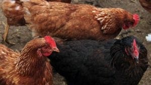 Buscan optimizar producción de huevo con gallinas ‘criollas’