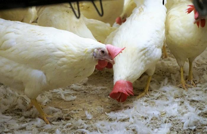 Aramark va tras 300 millones de huevos libres de jaula