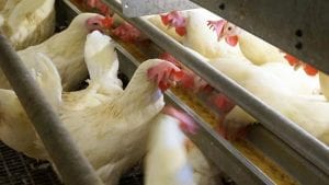 Huevo ‘maldito’: animalistas lo ponen y la prensa lo come