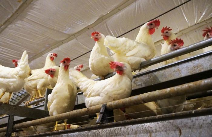 Otro grupo restaurantero mexicano pasa a huevo cage-free