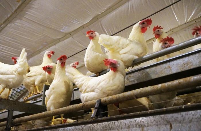 Ecoterra, premiada por sus huevos de gallinas sin jaula