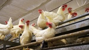 Coccidiosis en gallinas ponedoras: consideraciones de campo