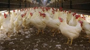 5 hechos de los aviarios sin jaulas que se deben saber