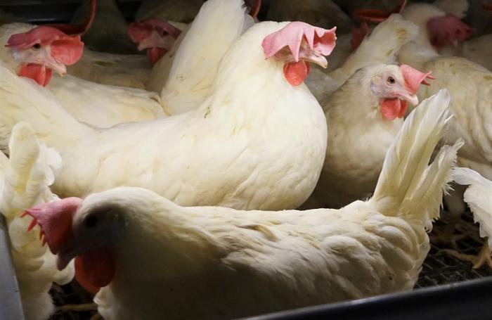Buscan la mejor foto sobre producción de pollo y huevo