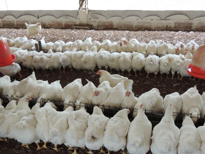Proyectan crecimientos avícolas en Honduras y Colombia