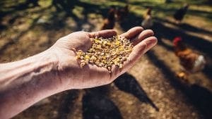 Las normas sanitarias y las plantas de alimentos balanceados