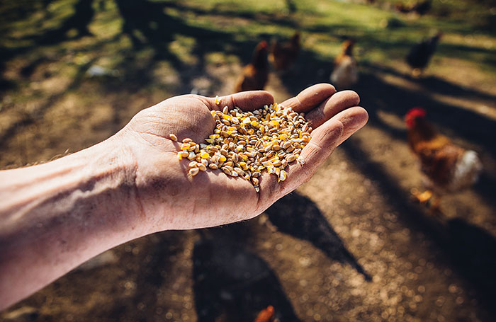 Las normas sanitarias y las plantas de alimentos balanceados