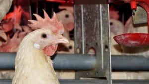 ¿Hacia dónde va la genética de gallinas ponedoras?