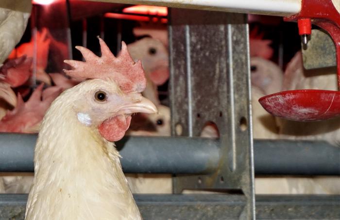 BRF eliminará el uso de huevos de gallinas en jaulas