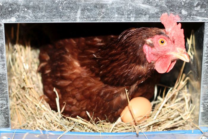 Huevos libres de jaula ¿cómo daríamos ese salto?