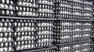 Perú: sobresaliente crecimiento en producción de huevo