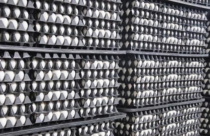México es ahora el quinto productor mundial de huevo