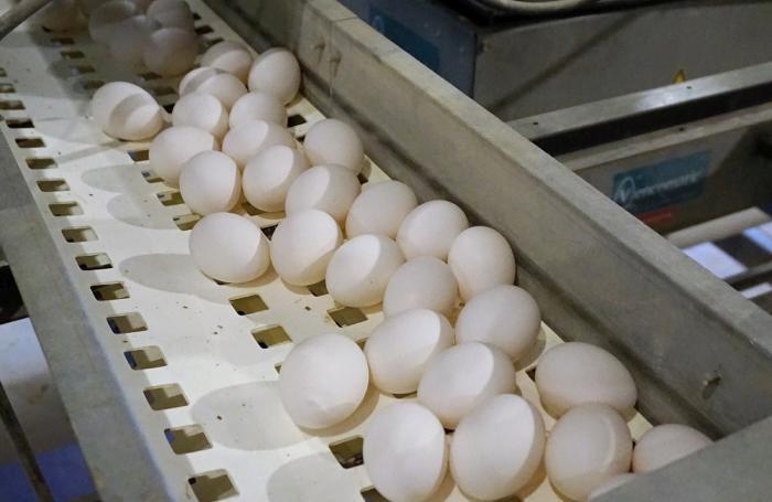Grupo Crío inaugurará planta de ovoproductos en 2017